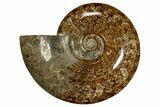 Polished, Agatized Ammonite (Cleoniceras) - Madagascar #323475-1
